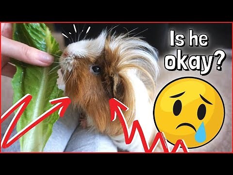 Pedro had a Seizure?! Strokes and Seizures in Guinea Pigs 😰
