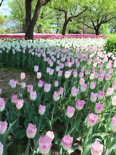 安曇野の春、おとぎ話のチューリップ畑で夢見る絶景体験 #Azumino #JapanSpring