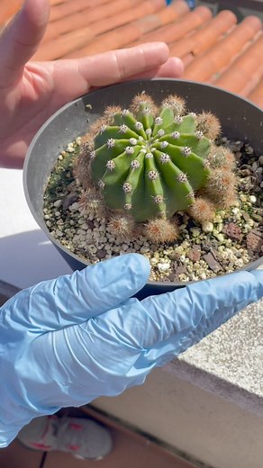 Truco para hacer crecer tu Cactus - 🌵 | Jimmy mis orquideas