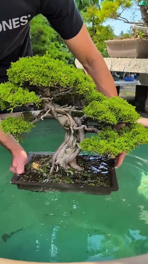 Soaking bonsai - watering method for summer. #bonsai #watering #soaking #tauchmethode | MR . BOnzai