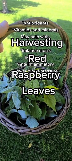 Harvesting Red Raspberry Leaves for Tea