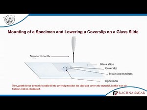 Mounting of a Specimen and Lowering a Coverslip on a Glass Slide
