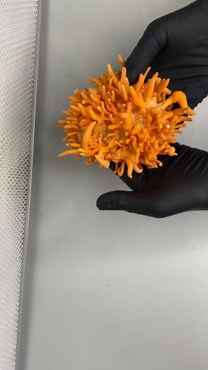 38K views · 8.8K reactions | @sporensprout showing how simple it can...