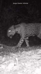 374 reactions · 40 shares | Fauna Mexicana / Fototrampeo / TrailCams #WildLife #trailcams #Jaguar #puma #ocelote #lince | The Santo Grial | Facebook