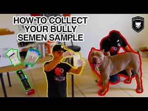 HOW TO COLLECT AMERICAN BULLY SEMEN SAMPLE | BIG TYME TUTORIALZ