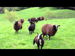 Calling in the Sheep