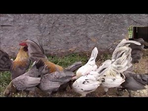 old english bantams