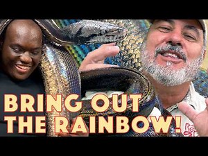 One of a Kind Massive Rainbow Reticulated Python🙌🤩