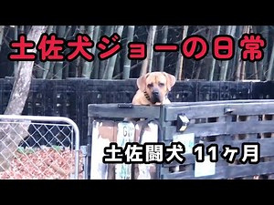 土佐犬ジョーの日常[土佐闘犬 11ヶ月]