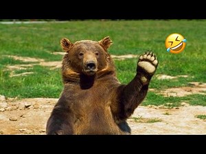 Funny Bears🐻 Funniest Animals Videos | Try Not To Laugh | 5 Minutes Best Videos