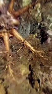 6M views · 10K reactions | सबसे अजीबोगरीब Starfish! By Wild Adventures | Wild Adventures in हिंदी | Facebook