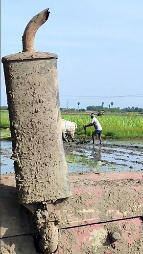 ploughing with bulls by farmer | bull ploughing the field cow ploughing the field ox ploughing field