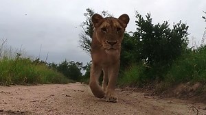 Check out the incredible footage captured when a lion stole a GoPro