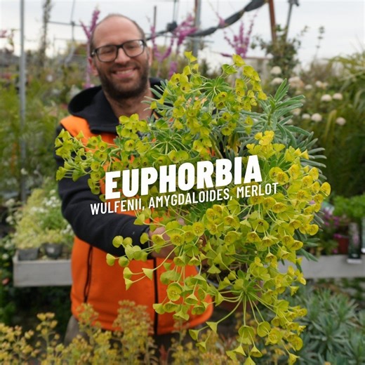 Vendita Euphorbia Characias Online: Miner’s Merlot, Purpurea e Wulfenii | Sassi Garden