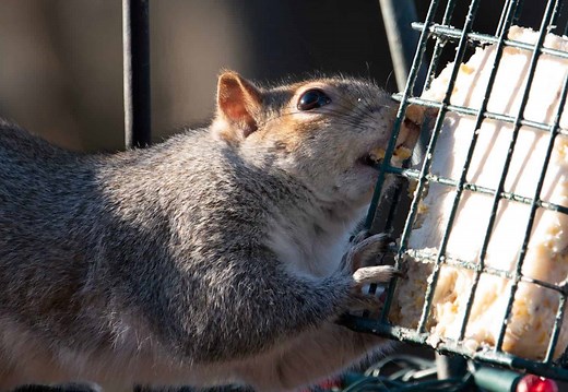 What's Behind the Rise in Zombie Squirrels?