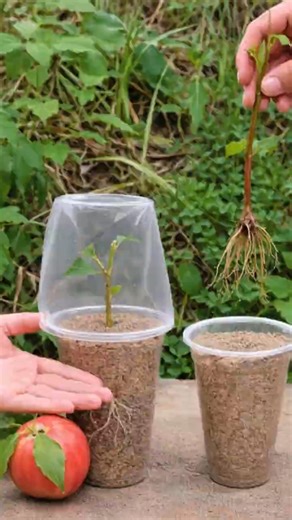 Propagating Peach Trees by Cuttings 🍑 Simple & Effective Method | Super Farm Tech Hub #farminglife