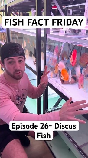 This Fish Makes Food for Their Babies #fishfactfriday