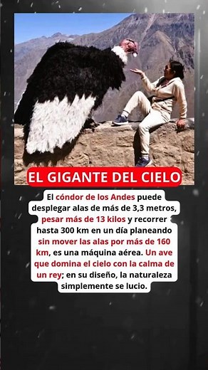 El ave que casi no necesita mover las alas