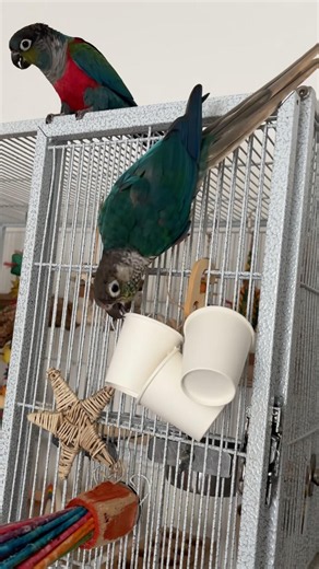 Green Cheek Conure Foraging #parrot #greencheekconure #conure