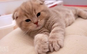 【Suri & Noel萌喵一家】毛茸茸的傻鹅几IZ合集（内34P）