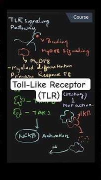 The Toll-Like Receptor (TLR) Signaling Pathway