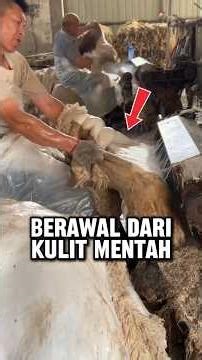 CARA PENGOLAHAN KULIT DOMBA DAN WOL ASLI MENJADI PRODUK SELIMUT LEMBUT #shorts #short #shortsviral