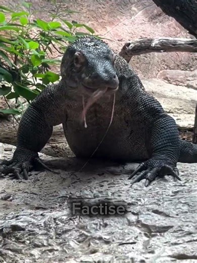 How To Escape A komodo Dragon Attack 🐲