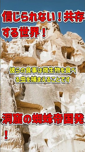 11万匹の蜘蛛が共生する洞窟での新発見！#蜘蛛の巣 #驚異の生態系
