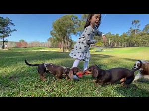 Small Dog Day at the Farm