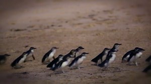 Studying the effects of rising ocean temperatures by monitoring penguins | Britannica