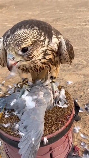 Hungry 🦅Peregrine Falcon Eating the pigeon Bird 🕊️ #youtube #birds #harehunting #wildlife #nature 🦅
