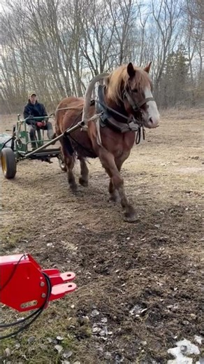 Horse farm #farming #agriculture #farm #withme #shorts #farmlife #horse