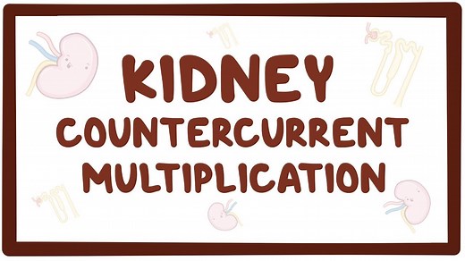 Kidney countercurrent multiplication: Video, Causes, & Meaning | Osmosis