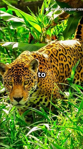 Rewilding : Jaguars need to Return to North America!