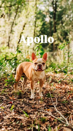This is the hardest post I’ve ever written. Our beloved Apollo the Ember King —the heart of Olive & Co.—is officially retiring from our program. Apollo is only two years old, neutered, fully up to date on his vaccinations, and ready to find his forever home. 💛 This year, Apollo completed extensive health testing and passed with flying colors. He is, in every way, a picture of health. But he was recently diagnosed with cystinuria, a rare genetic condition that causes bladder stones. This conditi