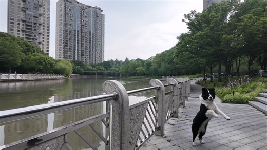 4K上海跑步路线 陆家嘴水环内圈 24061601 民生路 沈家弄路 洋泾港 仁恒河滨城 花木赛艇 citywalk parkrun 放空 跑步机实景
