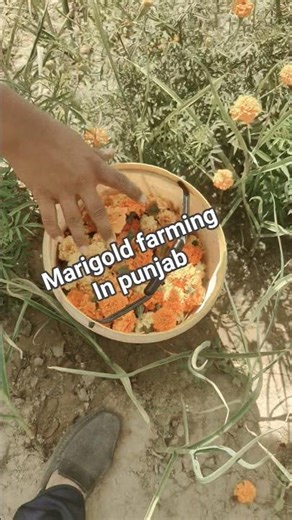 marigold farming in punjab #farming #marigold #flowers