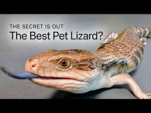Blue Tongue Skink: Why This Lizard Is Actually The Perfect Pet