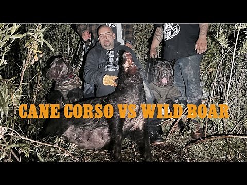 CANE CORSO HUNTING WILD BOAR