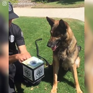 3.1M views · 1.1K reactions | Wait for it.... 藍藍 Thanks Redondo Beach Police K9 Team! | The Happiness Heroes | Facebook