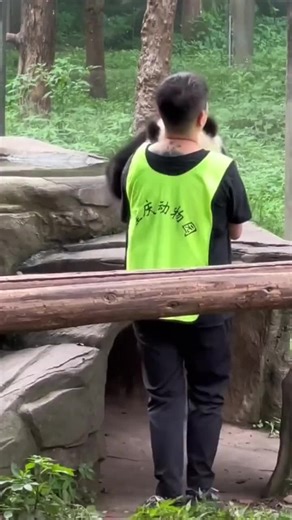 I want to hug and kiss and hold high.#panda #pandas #pandababy #pandasakha #熊猫宝宝 #大熊猫搞笑日常