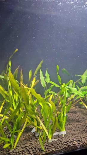 11 reactions · 3 comments | Easy Aquarium plants Part 1 Corkscrew Vallisneria Cryptocoryne Lutea | Shrimpin' Ain't EZ | Facebook