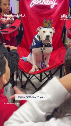 Students celebrate deaf therapy dog's 9th birthday