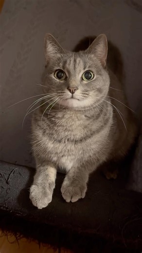 🐱 Cute Cat Antics Compilation 😺 Funny, Adorable & Heartwarming Cat Clips #catsofyoutube