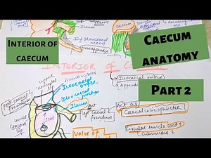 CAECUM ANATOMY PART 2| INTERIOR OF CAECUM | LARGE INTESTINE ANATOMY PART 3