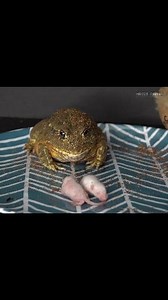 1.8M views · 9.1K reactions | A giant frog will eat 6 mice. | Insect Forest | Facebook
