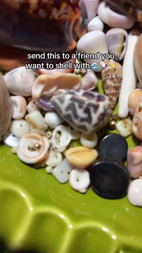 We go!! 🤿🫧🐚🤩🌊 All shells are empty and many have been thrown back in every haul. At Nalu Vibes we shell with intention and respect. Follow our journey as we grow our small ocean-style business ❤️‍🔥 #letsgoshelling #beachcomber #seashell #NaluViber
