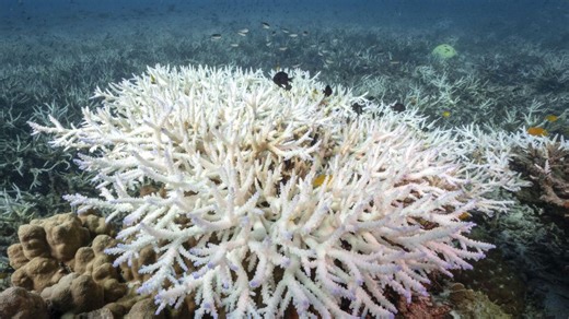 Marine biologist: “Everything we do from when we get up in the morning to when we go to bed connects us to coral reefs.”
