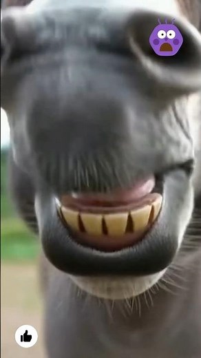 Ears vs Voice How They Talk Differently