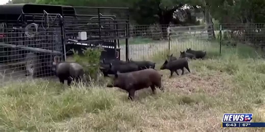 From the Ground Up: Feral hogs run rampant